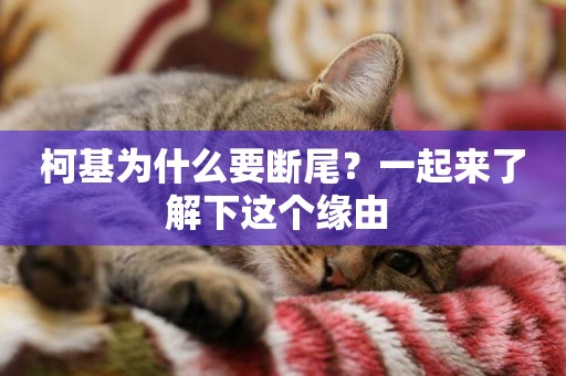 柯基為什么要斷尾？一起來了解下這個緣由 