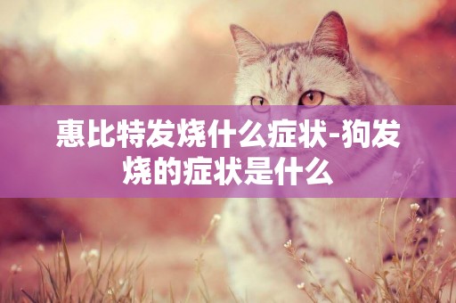 惠比特發燒什么癥狀-狗發燒的癥狀是什么