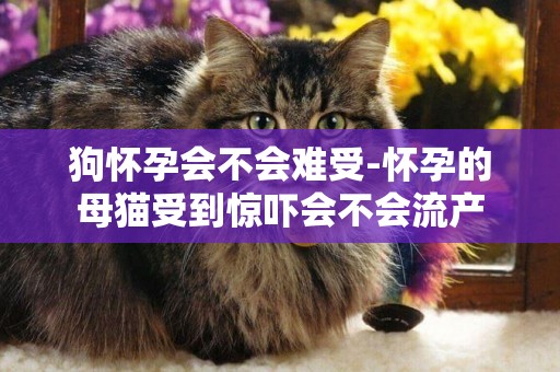 狗懷孕會不會難受-懷孕的母貓受到驚嚇會不會流產