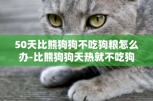 50天比熊狗狗不吃狗糧怎么辦-比熊狗狗天熱就不吃狗糧怎么辦