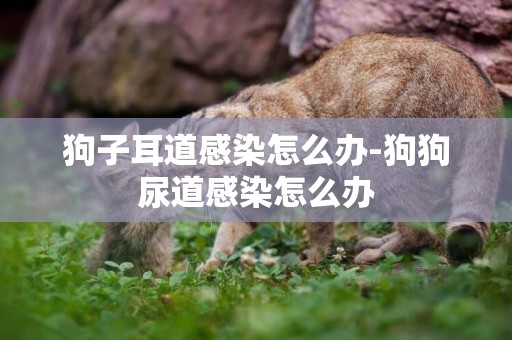 狗子耳道感染怎么辦-狗狗尿道感染怎么辦