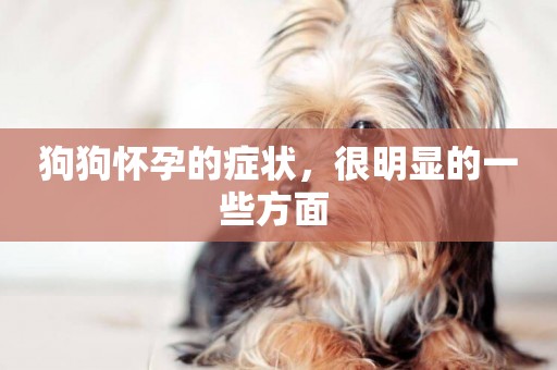 狗狗懷孕的癥狀，很明顯的一些方面 