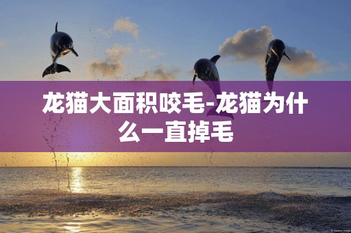 龍貓大面積咬毛-龍貓為什么一直掉毛