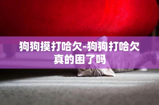 狗狗摸打哈欠-狗狗打哈欠真的困了嗎