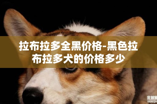 拉布拉多全黑價格-黑色拉布拉多犬的價格多少