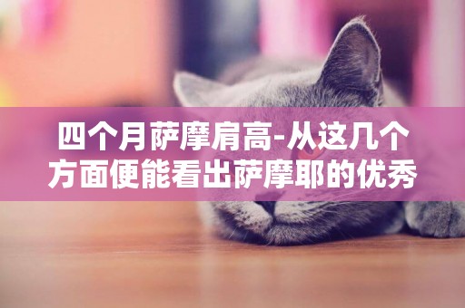四個月薩摩肩高-從這幾個方面便能看出薩摩耶的優秀品質