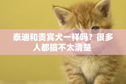 泰迪和貴賓犬一樣嗎？很多人都搞不太清楚 