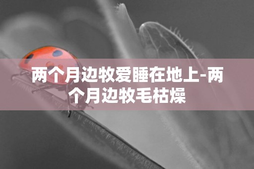 兩個月邊牧愛睡在地上-兩個月邊牧毛枯燥