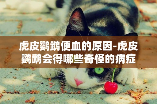 虎皮鸚鵡便血的原因-虎皮鸚鵡會得哪些奇怪的病癥