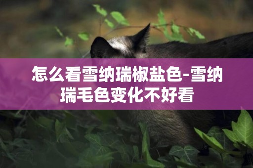 怎么看雪納瑞椒鹽色-雪納瑞毛色變化不好看