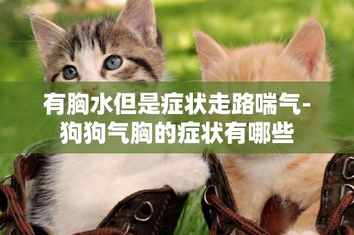 有胸水但是癥狀走路喘氣-狗狗氣胸的癥狀有哪些