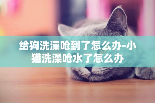 給狗洗澡嗆到了怎么辦-小貓洗澡嗆水了怎么辦