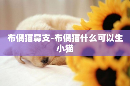 布偶貓鼻支-布偶貓什么可以生小貓
