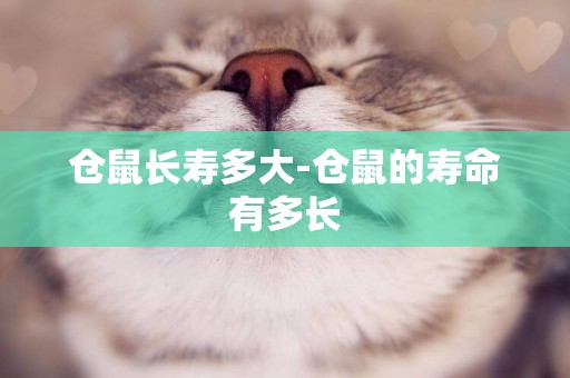 倉鼠長壽多大-倉鼠的壽命有多長