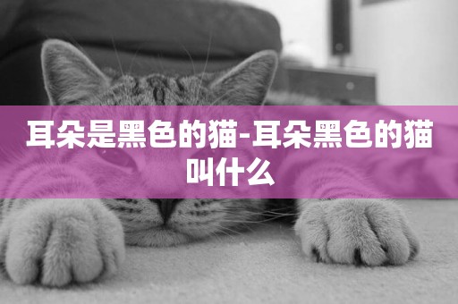 耳朵是黑色的貓-耳朵黑色的貓叫什么