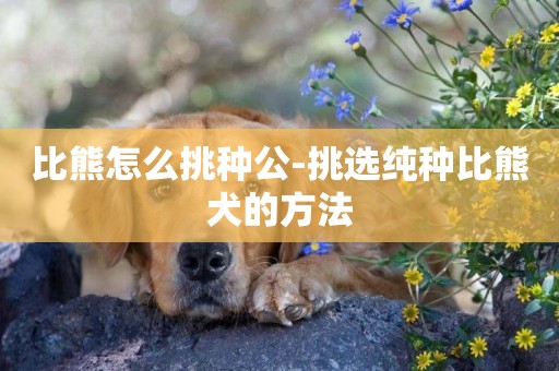 比熊怎么挑種公-挑選純種比熊犬的方法