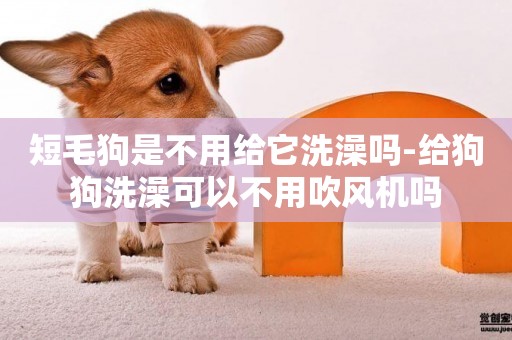 短毛狗是不用給它洗澡嗎-給狗狗洗澡可以不用吹風機嗎