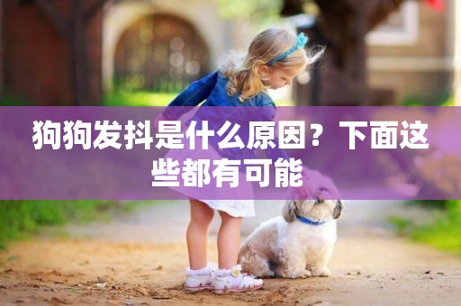狗狗發抖是什么原因？下面這些都有可能 