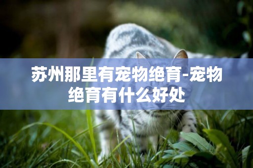 蘇州那里有寵物絕育-寵物絕育有什么好處