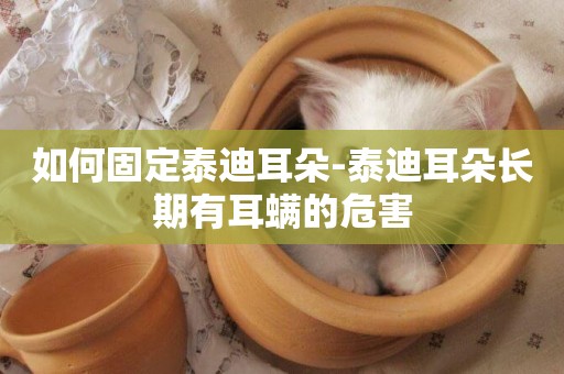 如何固定泰迪耳朵-泰迪耳朵長期有耳螨的危害
