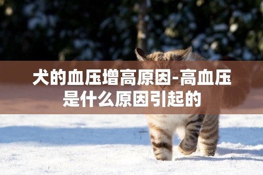 犬的血壓增高原因-高血壓是什么原因引起的