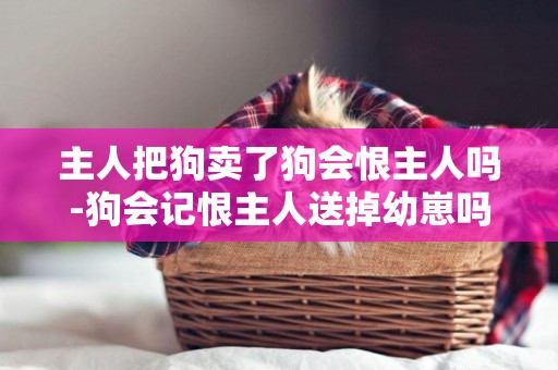 主人把狗賣了狗會恨主人嗎-狗會記恨主人送掉幼崽嗎