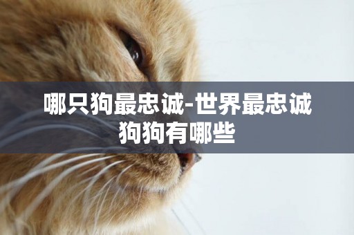 哪只狗最忠誠-世界最忠誠狗狗有哪些