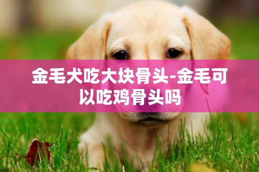 金毛犬吃大塊骨頭-金毛可以吃雞骨頭嗎