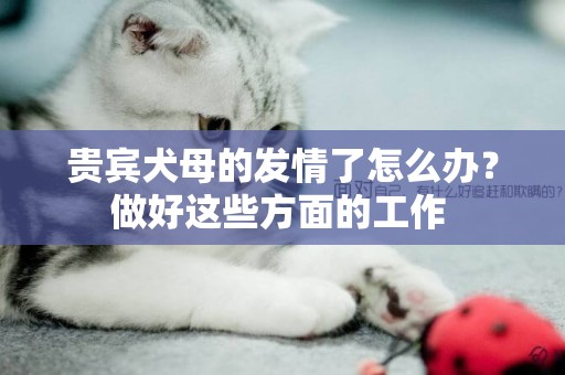 貴賓犬母的發情了怎么辦？做好這些方面的工作 