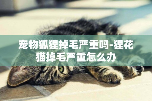 寵物狐貍掉毛嚴重嗎-貍花貓掉毛嚴重怎么辦
