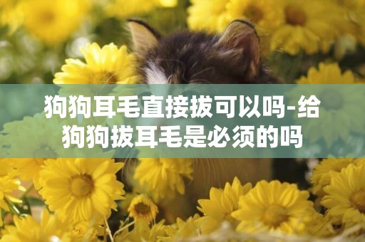 狗狗耳毛直接拔可以嗎-給狗狗拔耳毛是必須的嗎