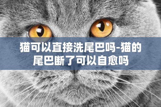 貓可以直接洗尾巴嗎-貓的尾巴斷了可以自愈嗎