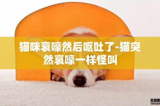 貓咪哀嚎然后嘔吐了-貓突然哀嚎一樣怪叫