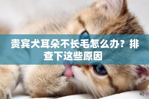 貴賓犬耳朵不長毛怎么辦？排查下這些原因 