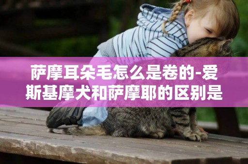 薩摩耳朵毛怎么是卷的-愛斯基摩犬和薩摩耶的區別是什么