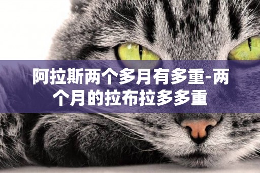 阿拉斯兩個多月有多重-兩個月的拉布拉多多重