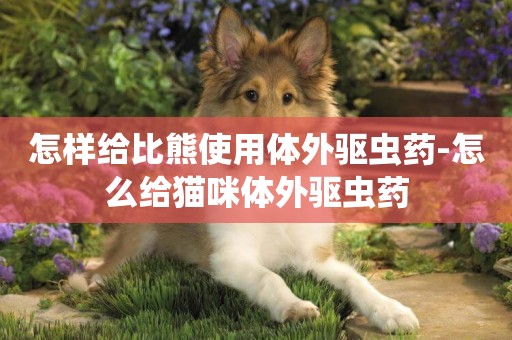 怎樣給比熊使用體外驅蟲藥-怎么給貓咪體外驅蟲藥