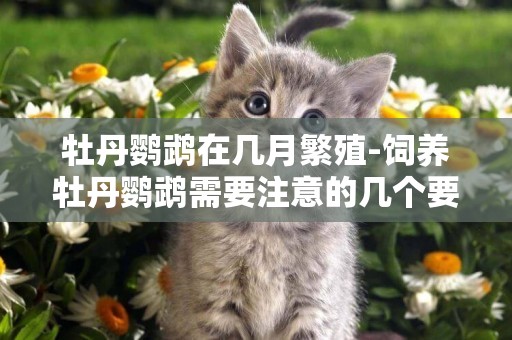 牡丹鸚鵡在幾月繁殖-飼養牡丹鸚鵡需要注意的幾個要點