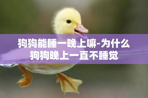 狗狗能睡一晚上嘛-為什么狗狗晚上一直不睡覺