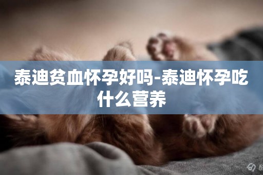 泰迪貧血懷孕好嗎-泰迪懷孕吃什么營養