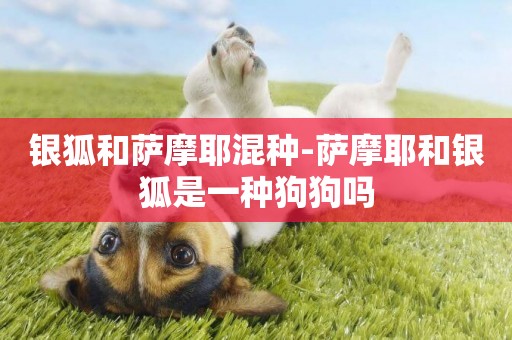 銀狐和薩摩耶混種-薩摩耶和銀狐是一種狗狗嗎