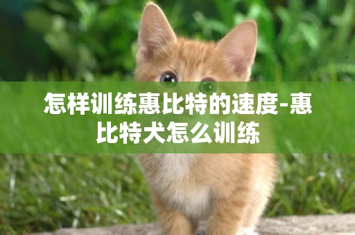 怎樣訓練惠比特的速度-惠比特犬怎么訓練