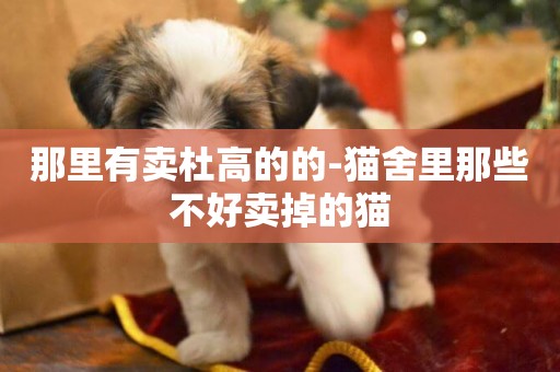 那里有賣杜高的的-貓舍里那些不好賣掉的貓