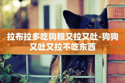 拉布拉多吃狗糧又拉又吐-狗狗又吐又拉不吃東西