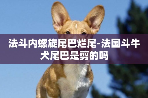 法斗內螺旋尾巴爛尾-法國斗牛犬尾巴是剪的嗎
