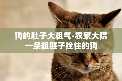 狗的肚子大粗氣-農家大院一條粗鏈子拴住的狗