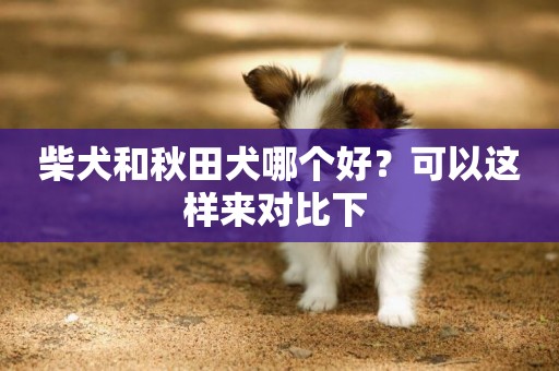 柴犬和秋田犬哪個好？可以這樣來對比下 