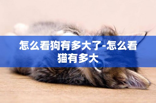 怎么看狗有多大了-怎么看貓有多大