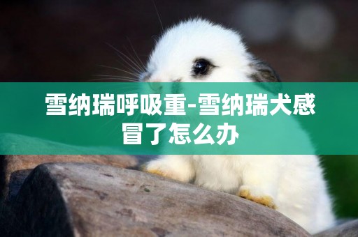 雪納瑞呼吸重-雪納瑞犬感冒了怎么辦