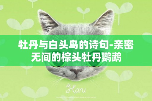 牡丹與白頭鳥的詩句-親密無間的棕頭牡丹鸚鵡